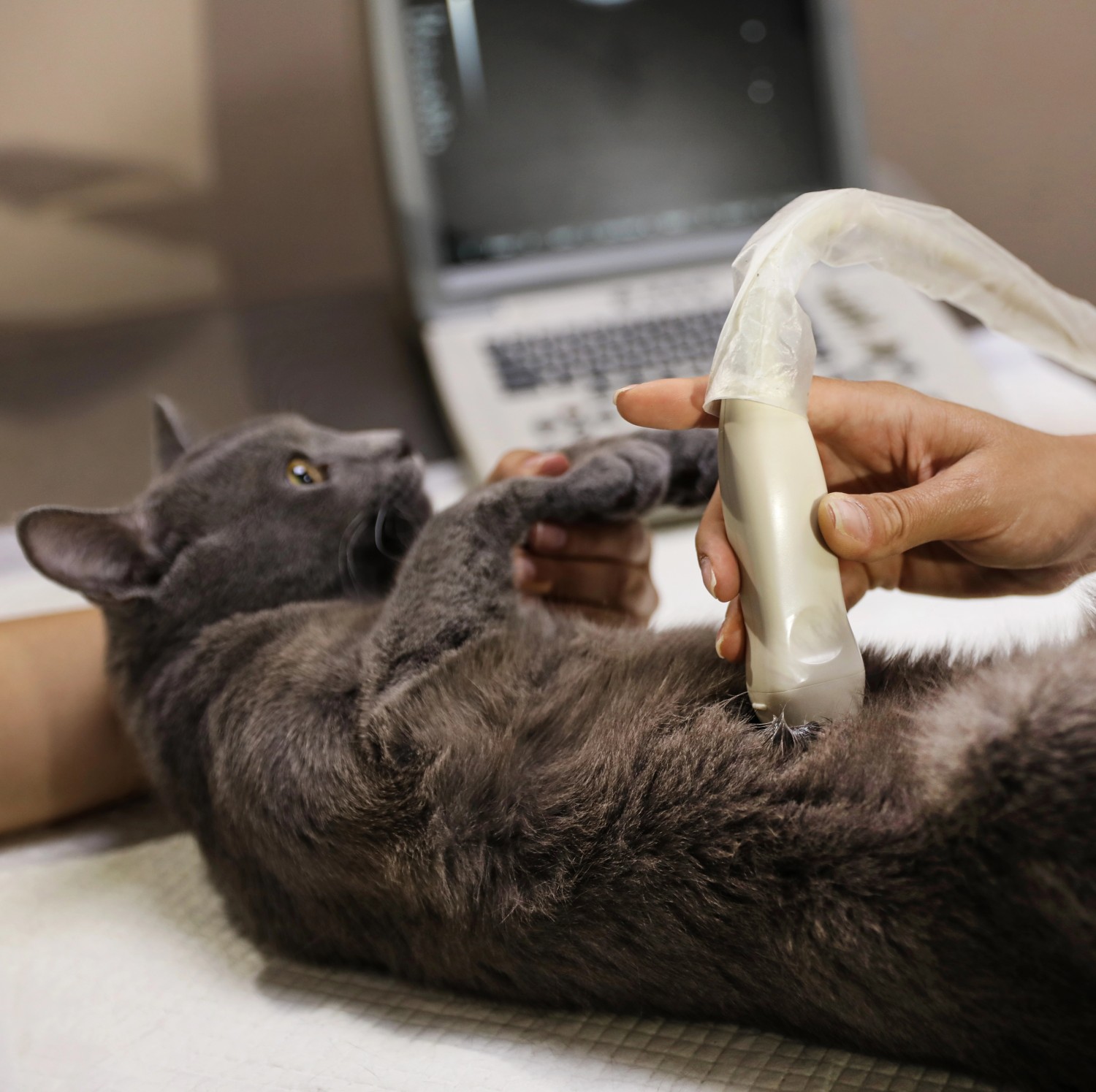 Ultrasound Ultrasound