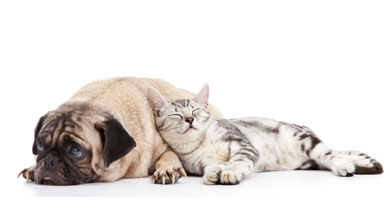 Virginia Parkway Pet Hospital-Mckinney, Tx Virginia Parkway Pet Hospital-Mckinney, Tx